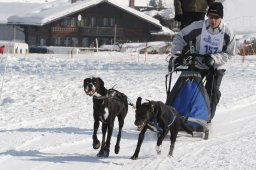 Lenk 2012 SM